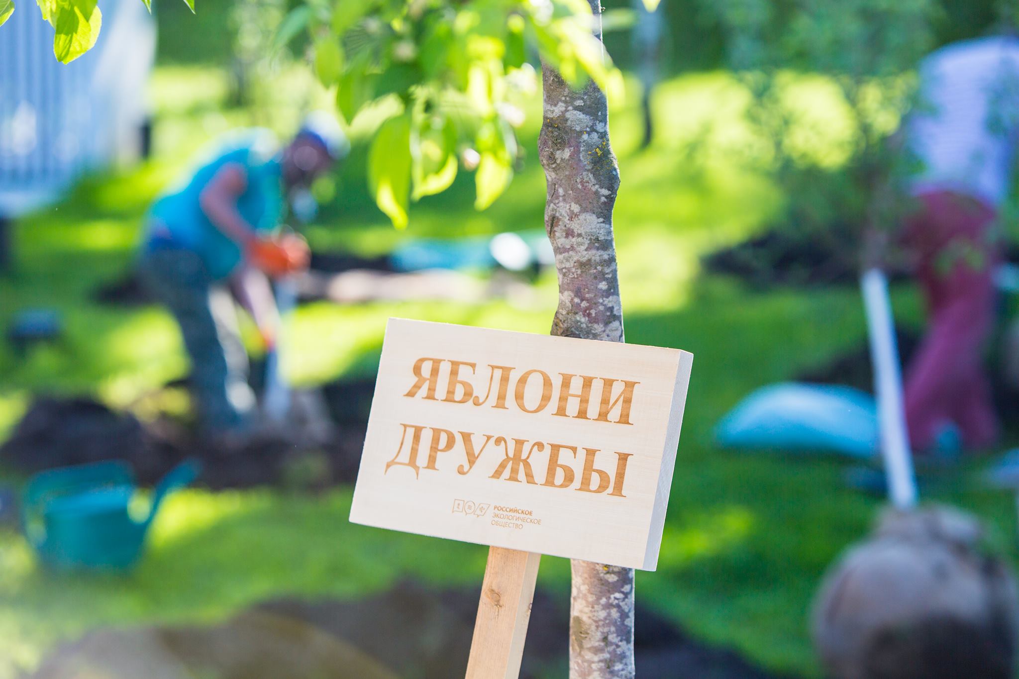 Посади дерево дружбы