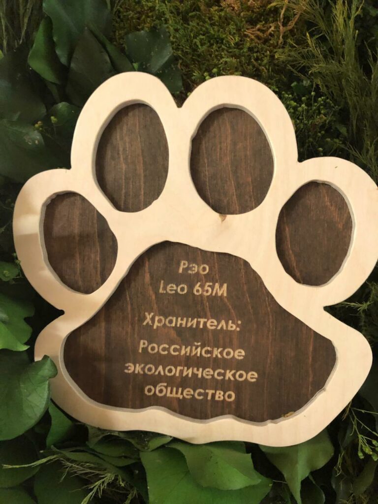 Российское экологическое общество стало Хранителем Леопарда по имени Рэо