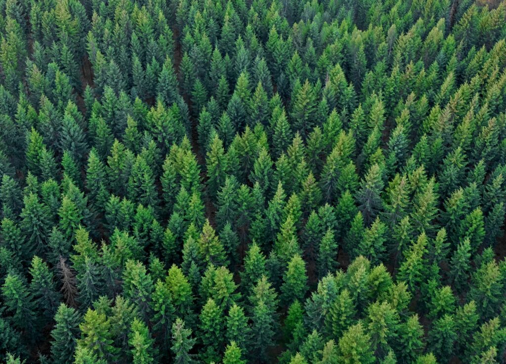 Тему сохранения лесов обсудили в Российском экологическом обществе