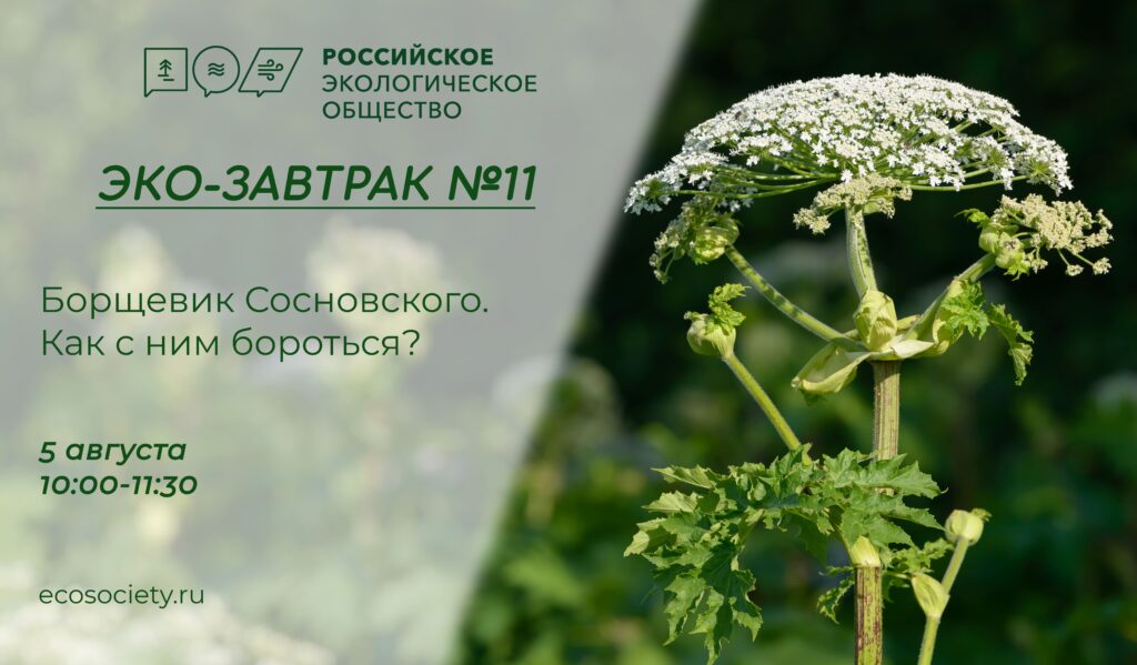В Российском экологическом обществе состоится Эко-завтрак на тему «Борщевик Сосновского. Как с ним бороться?»