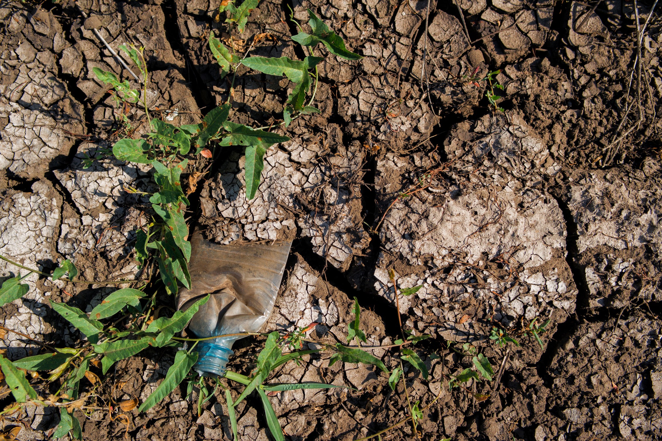 Возмещение вреда почвам: позиция экспертов Российского экологического общества