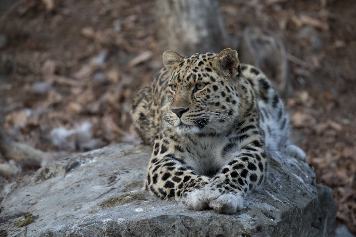Национальному парку «Земля леопарда» исполнилось 10 лет