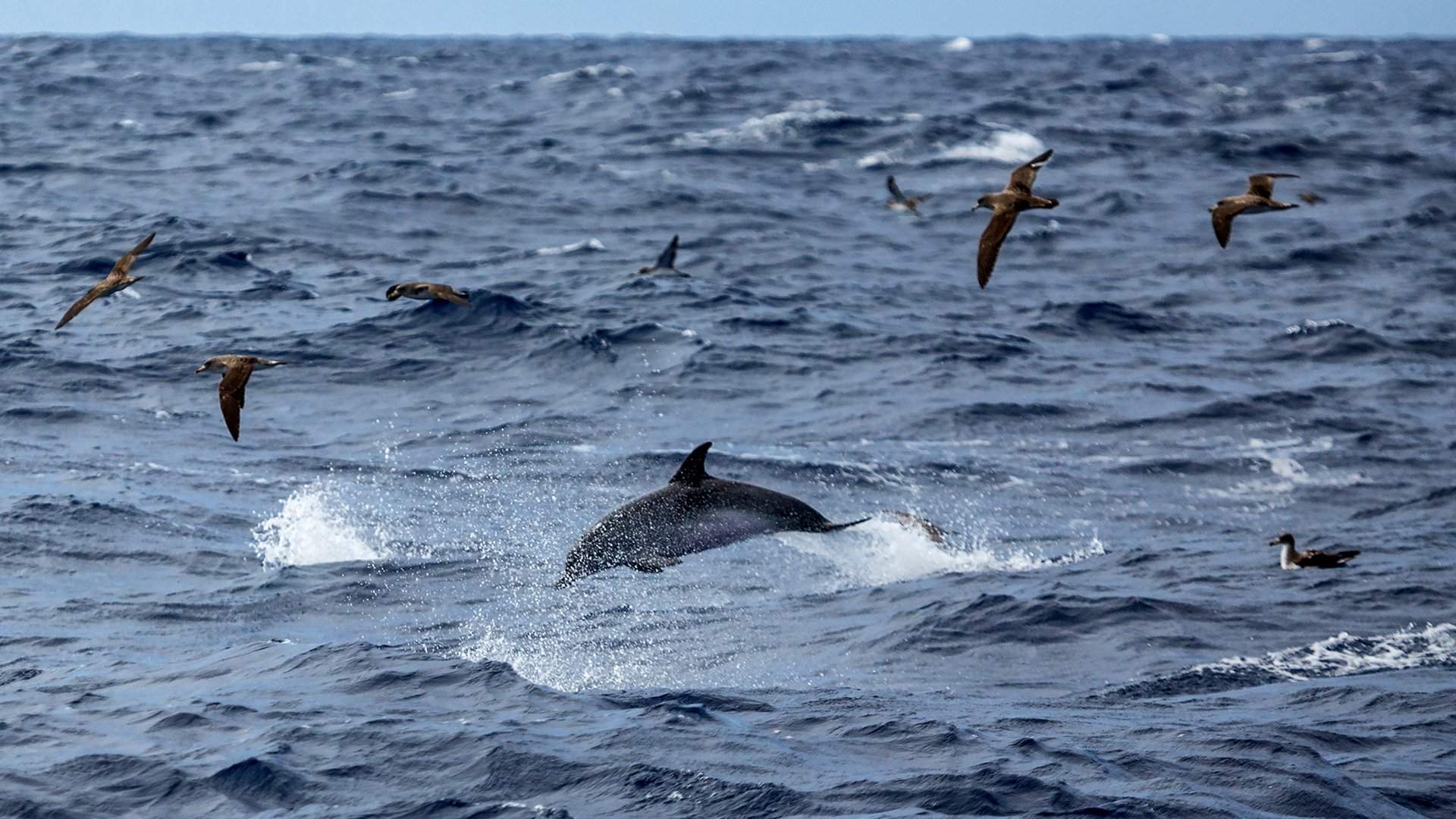 Китовый курс: в РФ хотят создать орган власти по надзору за дельфинами