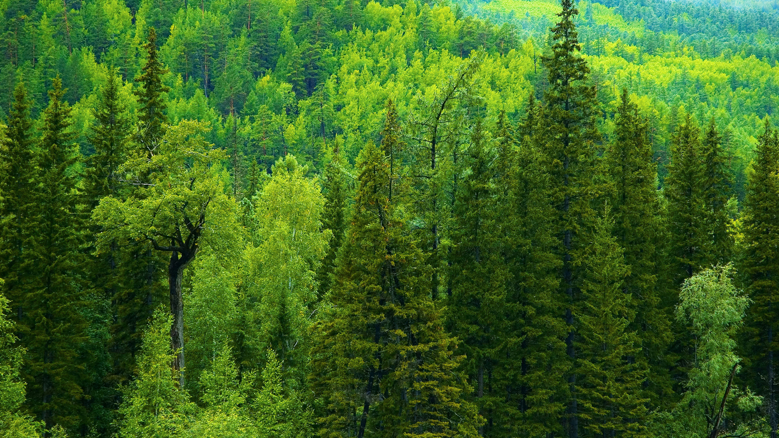 Регионы РФ сдали в первом полугодии в аренду почти миллион гектаров леса