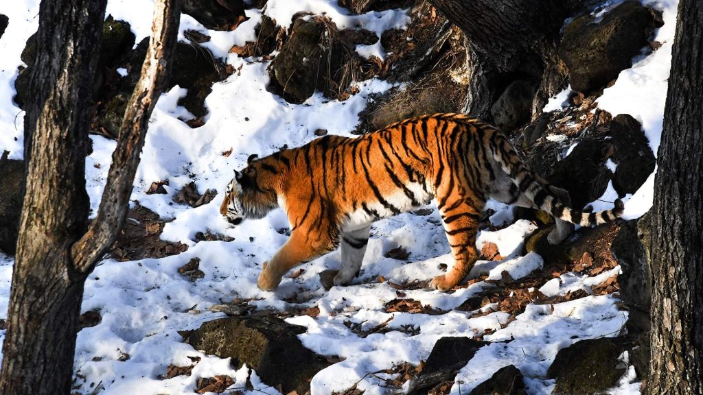 Выход в люди: что ищут амурские тигры в населенных пунктах