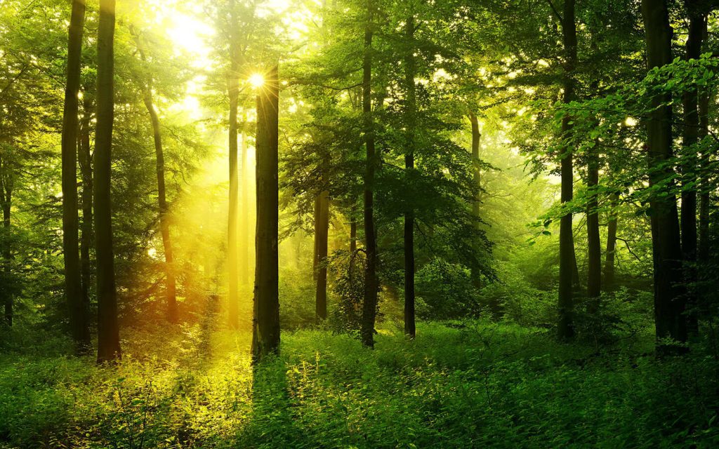 Российское экологическое общество направило в комиссию Госсовета предложения о внесении изменений в Лесной кодекс