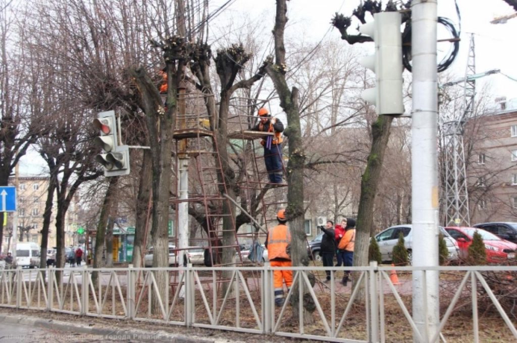 Нарубили с плеча. Правильно ли в Рязани обрезали деревья?