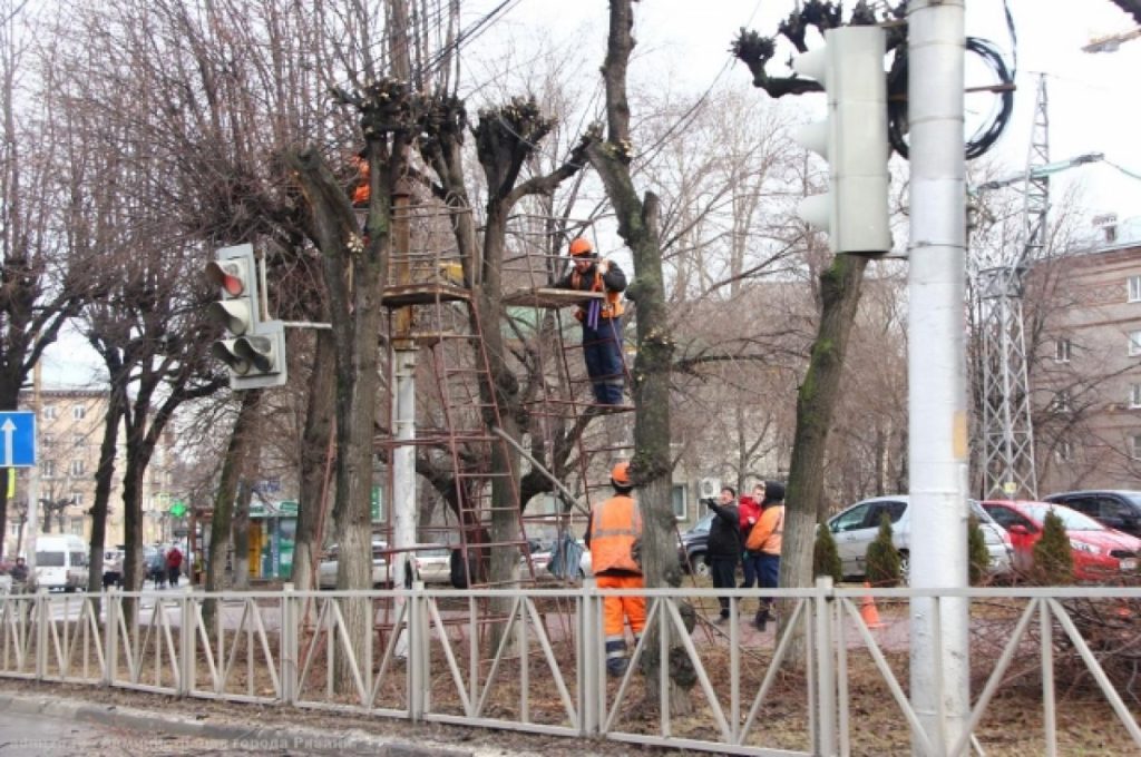 Нарубили с плеча. Правильно ли в Рязани обрезали деревья?