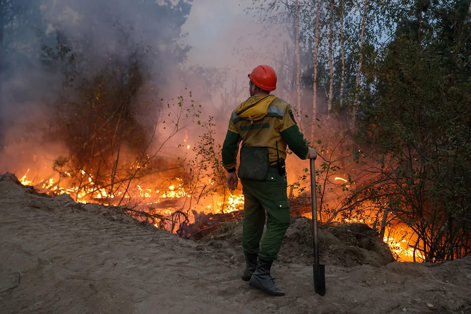 Охваченные огнем: почему в России горят леса и как с этим бороться