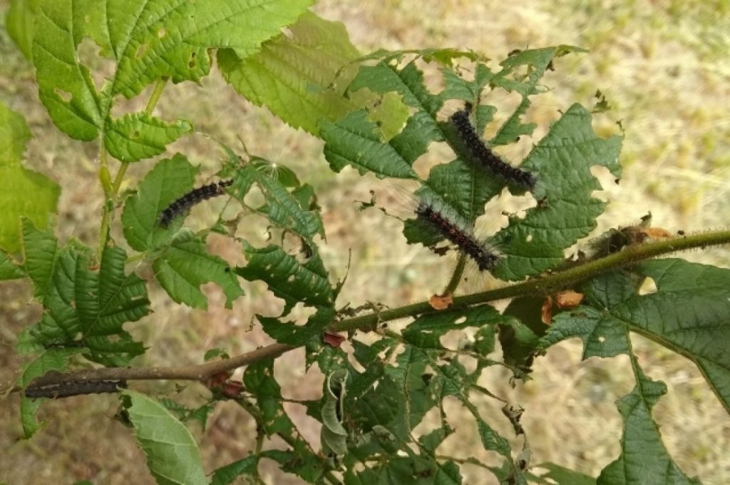Эффект бабочки. Леса в Рязани под угрозой гибели из-за непарного шелкопряда