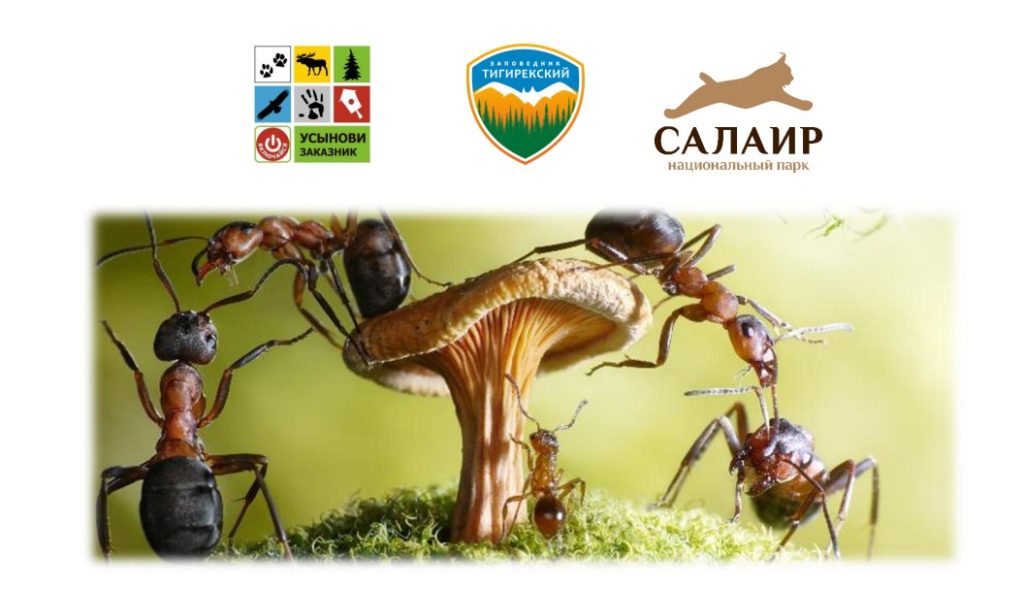 Познаём природу Алтая вместе: исследовательский конкурс для школьников о фауне муравьёв