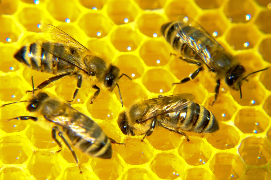 Эксперт «НФ. Аналитика» о разработке госстандарта для контроля за качеством мёда