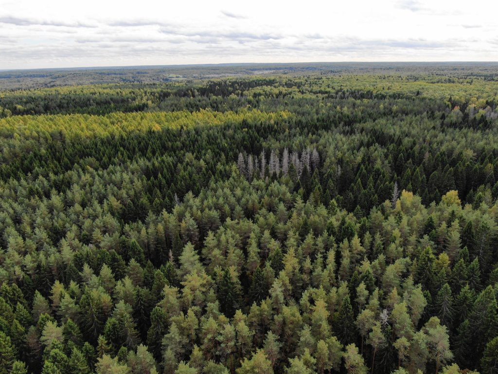 В России появится обновлённый государственный лесной реестр