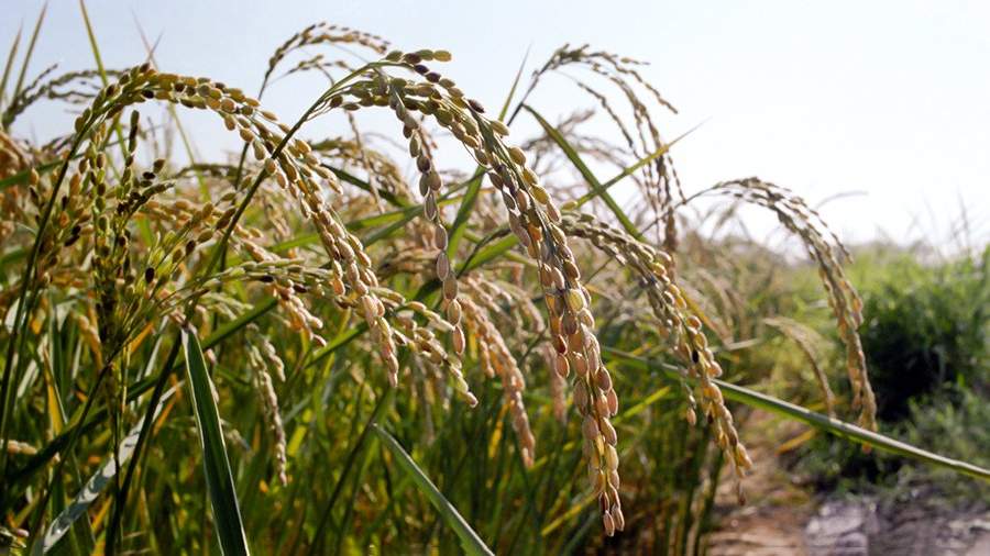 Закрытое горение: в России запретят сжигать рисовую солому