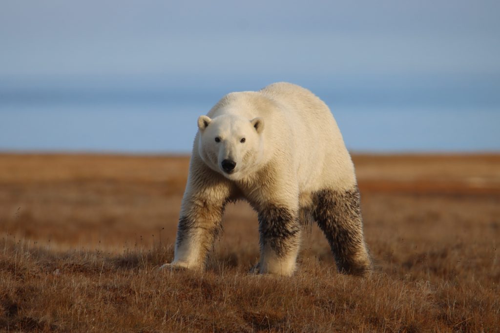 Более 150 белых медведей живёт в заповеднике «Медвежьи острова»: в Якутии прошёл второй этап «Беломедвежьей переписи»