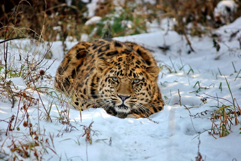 Учёные изучают родственные связи и составляют родословные для дальневосточных леопардов