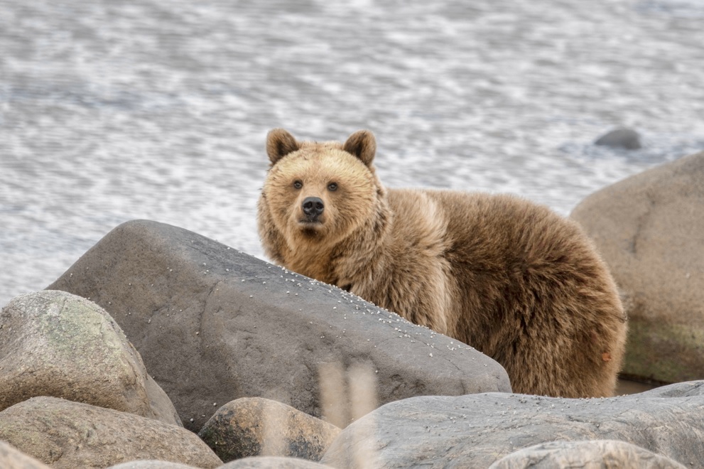 В нацпарке «Онежское Поморье» проведут генетические исследования медведей, чтобы понять причины их выхода к людям