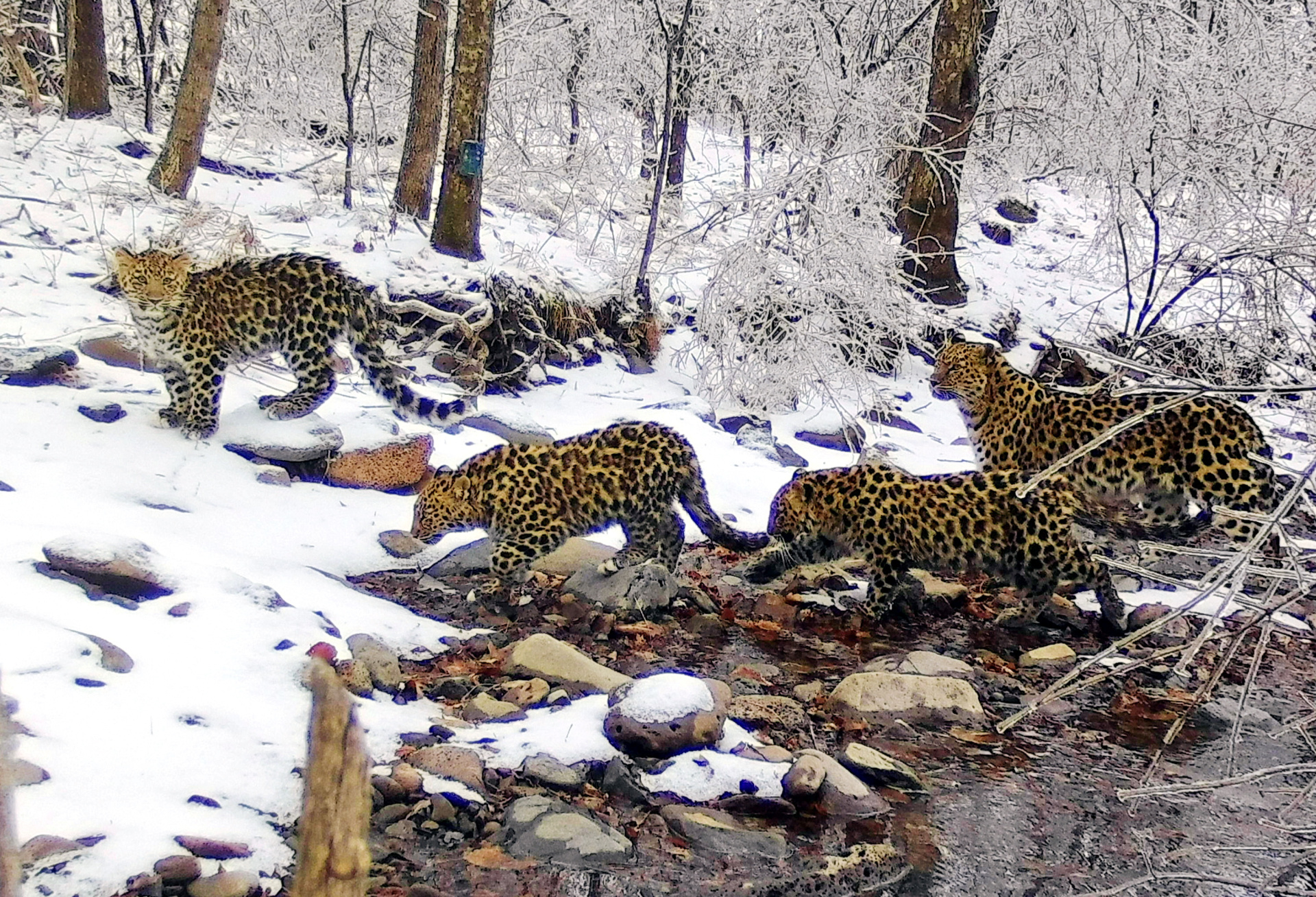 Многодетная семья редких леопардов из России обнаружена в Китае