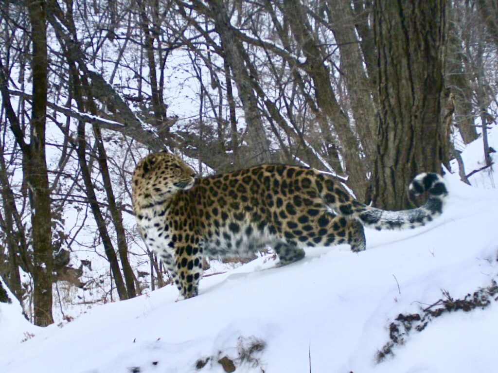 Новые данные о размере популяции дальневосточного леопарда получены в России