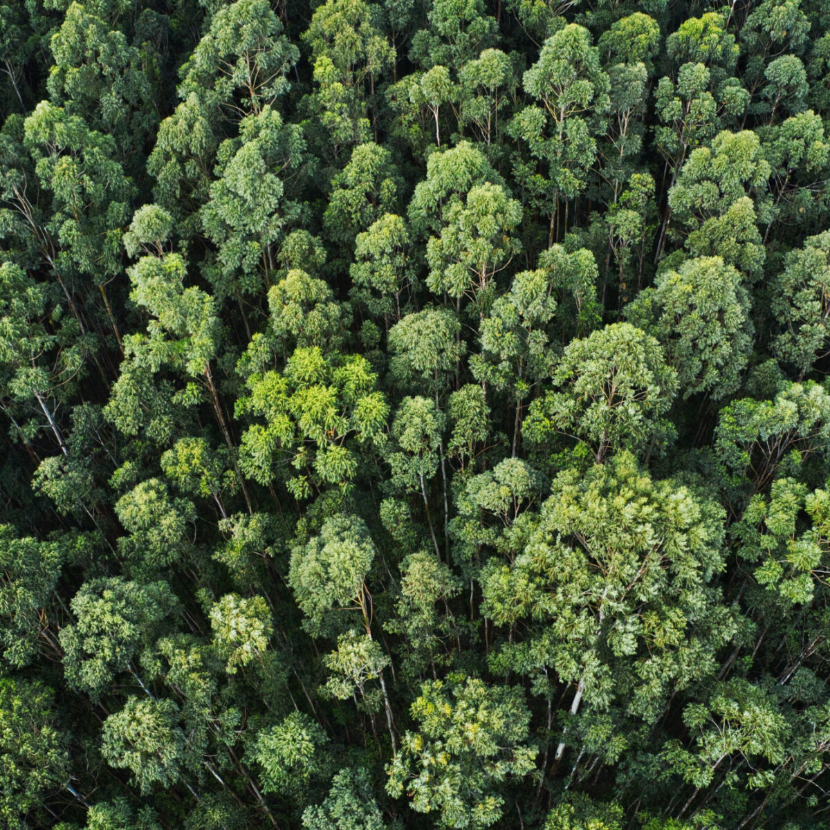 Эколог Виолетта Чёрная: «Не надо сажать леса спонтанно и хаотично»