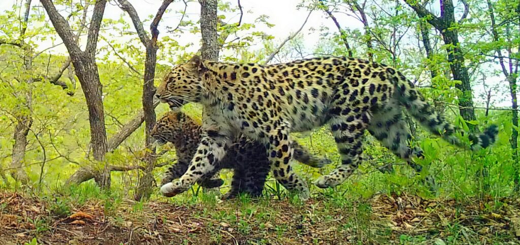 Редкие леопарды стабильно размножаются у границы с Северной Кореей