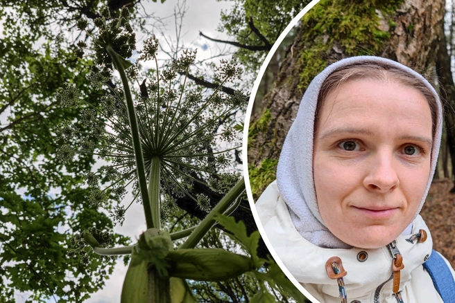 Создательница «Антиборщевика» рассказала, как избавиться от сорняка