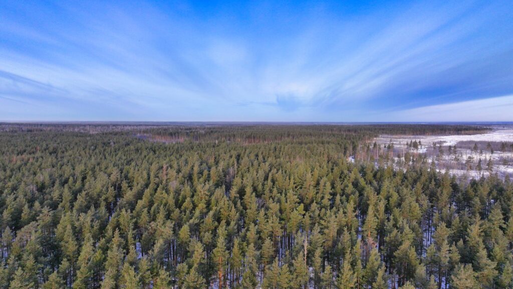 В Мордовском заповеднике провели работы по лесовосстановлению