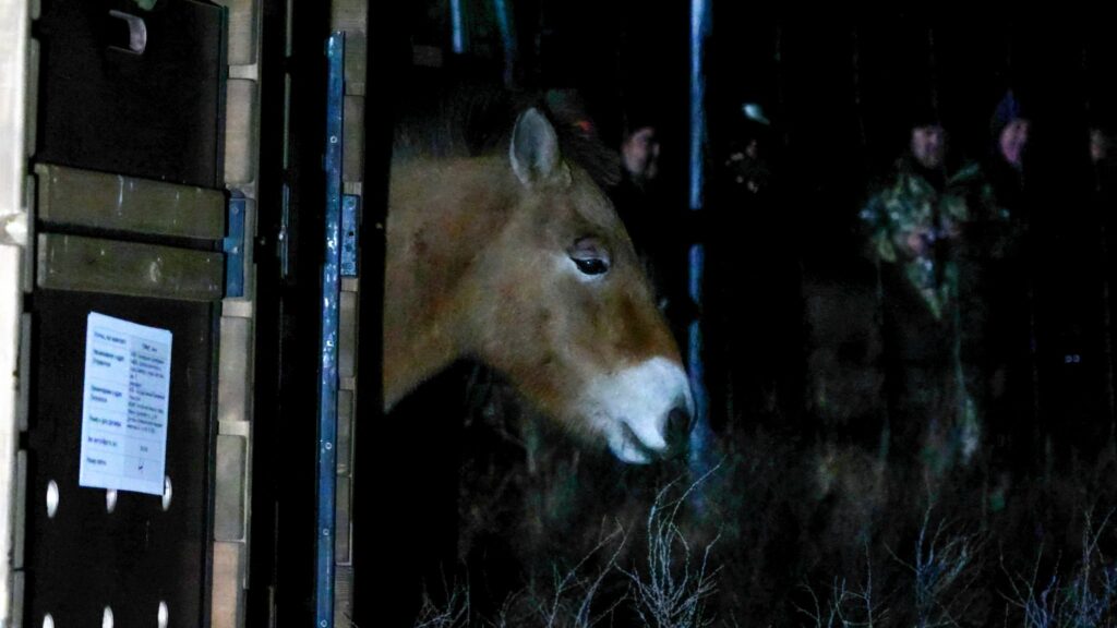 Состоялась первая транспортировка лошадей Пржевальского из Оренбургского заповедника в Хакасский