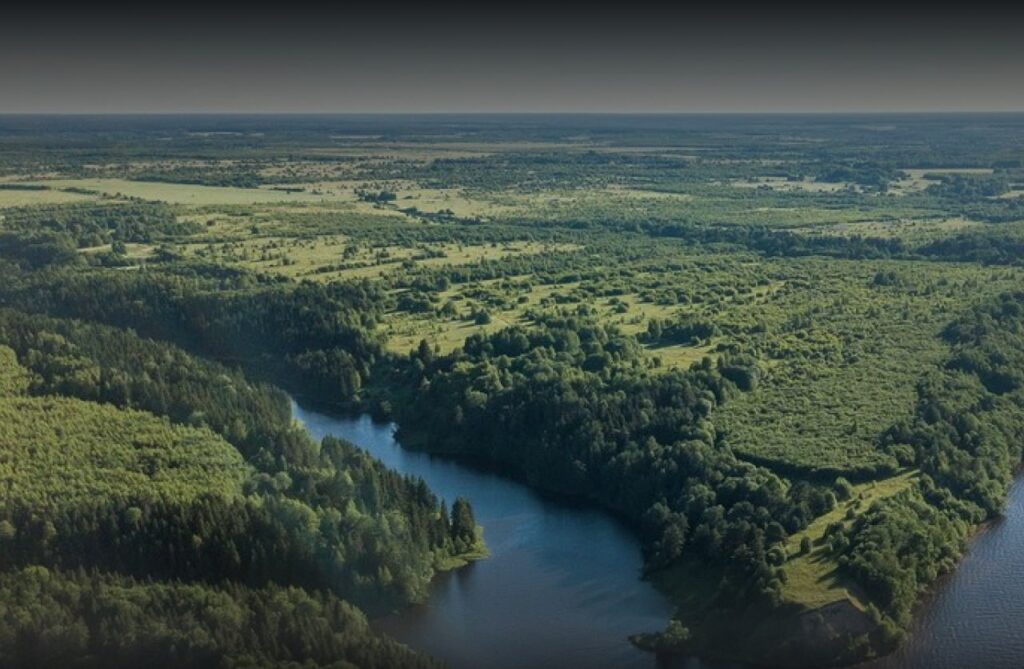 В 2025 году площадь лесных пожаров сократилась вдвое по сравнению с 2024 годом