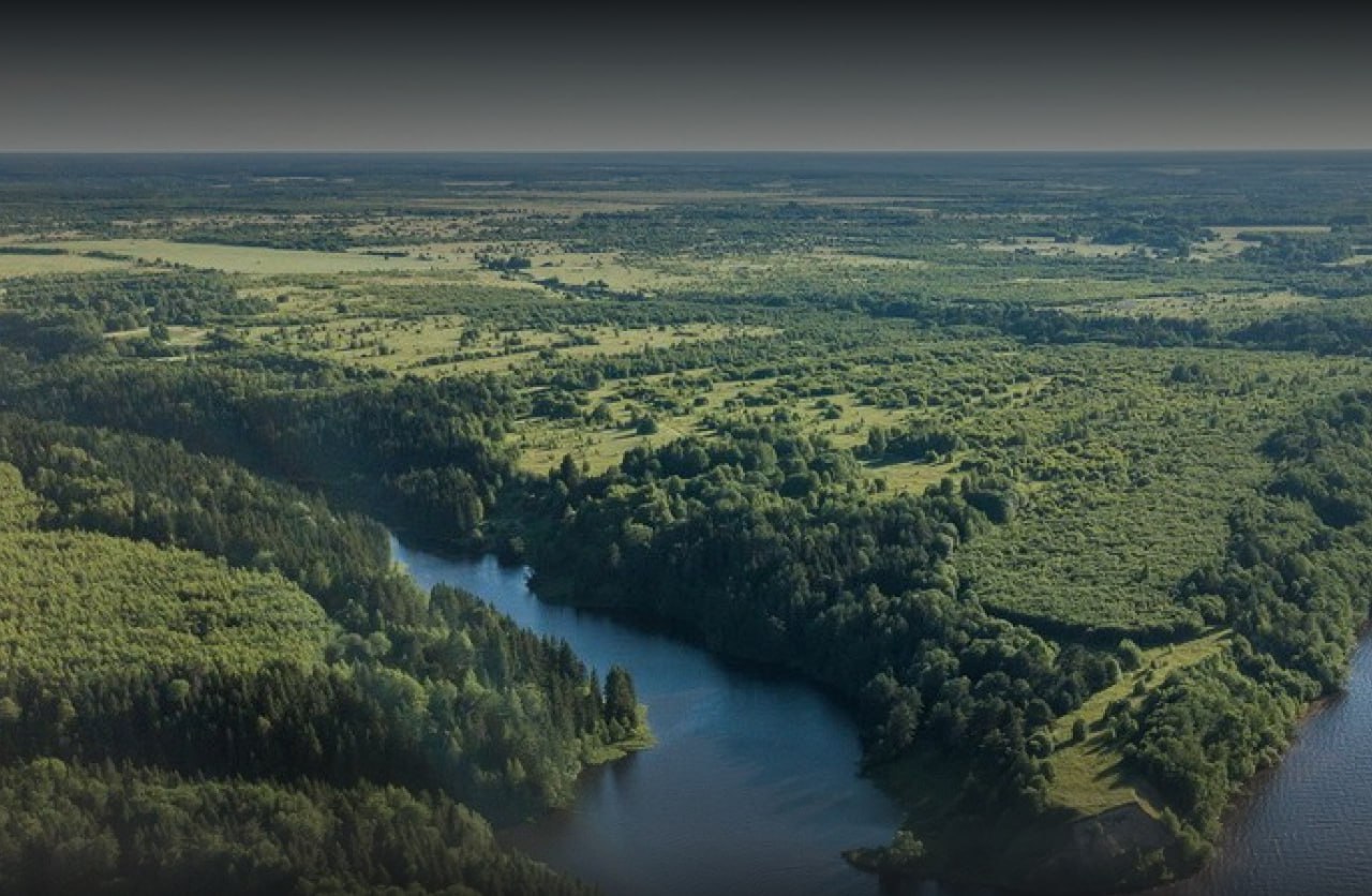 В 2025 году площадь лесных пожаров сократилась вдвое по сравнению с 2024 годом