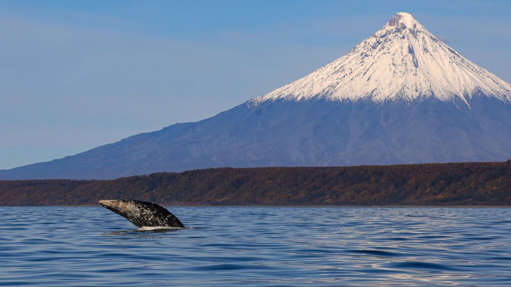 Учёные насчитали более 150 серых китов на Камчатке в 2025 году